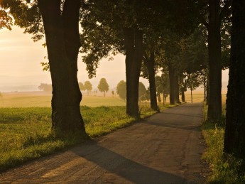 Allee bei Sonnenaufgang