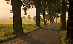 Allee bei Sonnenaufgang